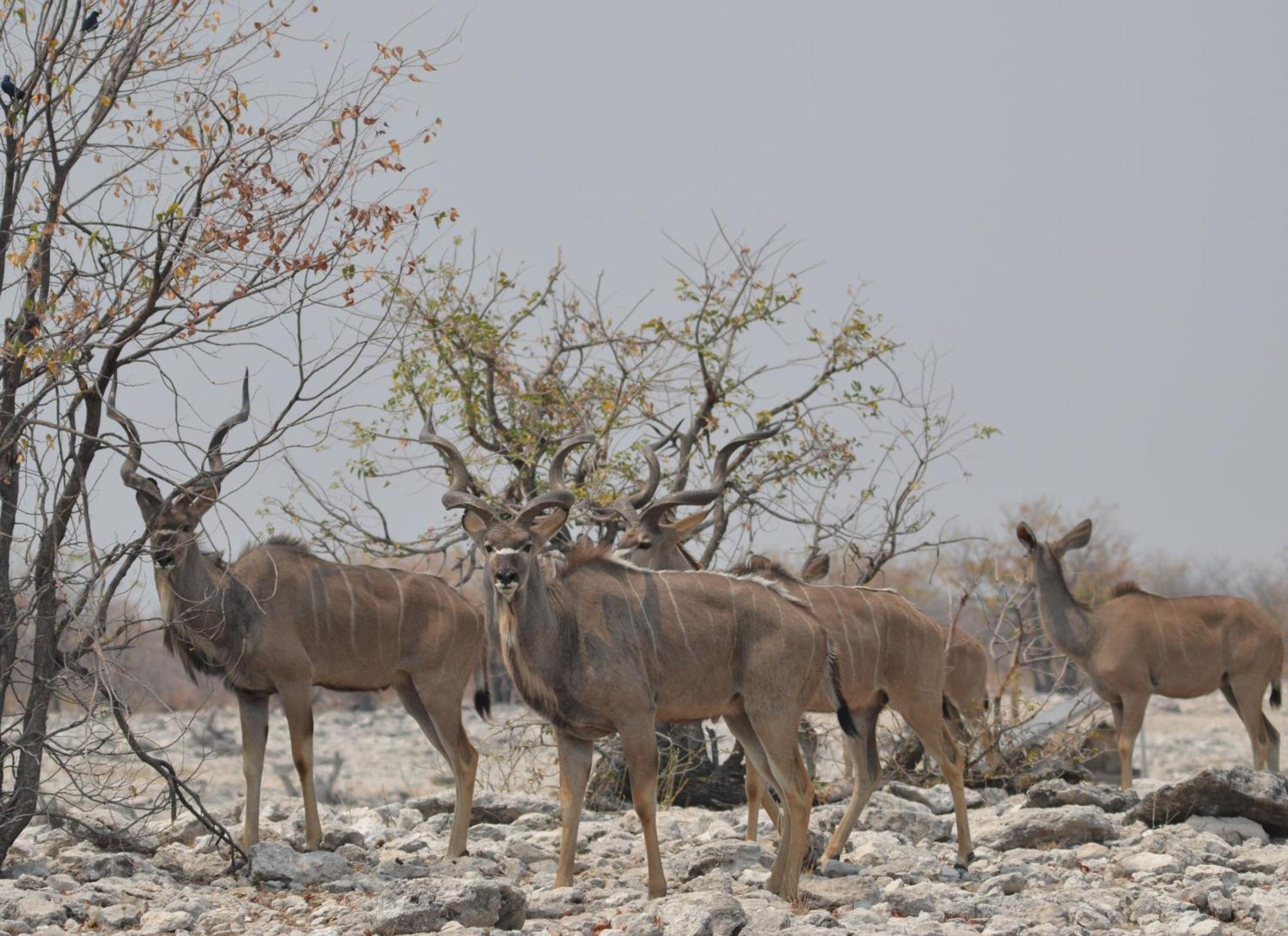 Okutala Etosha Lodge เอาท์โจ ภายนอก รูปภาพ