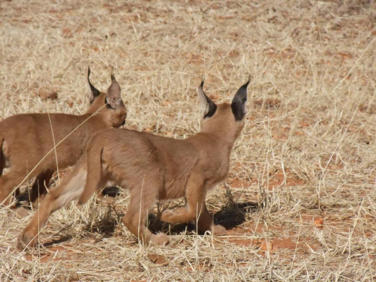 Okutala Etosha Lodge เอาท์โจ ภายนอก รูปภาพ