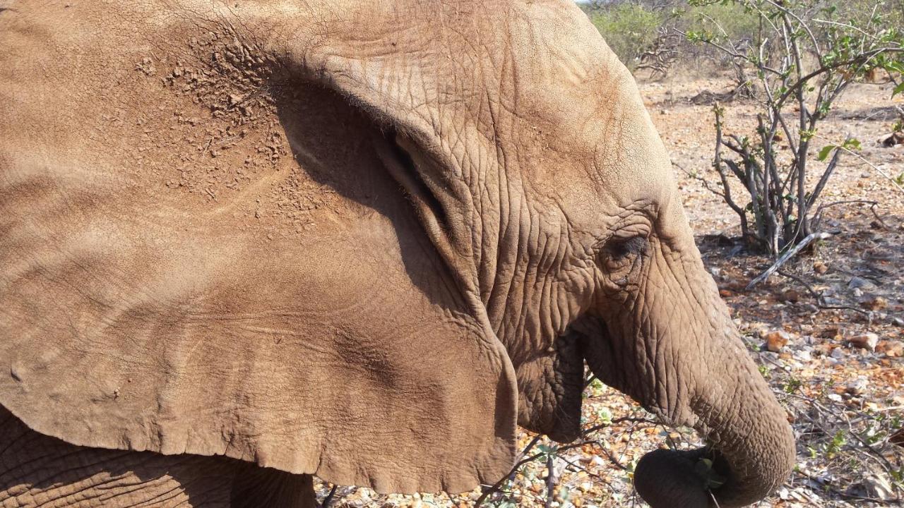 Okutala Etosha Lodge เอาท์โจ ภายนอก รูปภาพ